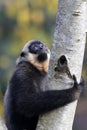 Yellow-cheeked gibbon Nomascus gabriellae, climbing tree