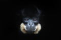 Yellow-cheeked Gibbon, Nomascus gabriellae, detail portrait of wild monkey. Art view of beautiful animal. Dark forest wildlife sce