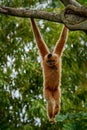 Yellow-cheeked Gibbon, Nomascus gabriellae, with grass food, orange monkey on the tree. Gibbon in the nature habitat. Monkey from