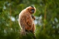 Yellow-cheeked Gibbon, Nomascus gabriellae, with grass food, orange monkey on the tree. Gibbon in the nature habitat. Monkey from Royalty Free Stock Photo