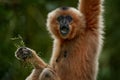 Yellow-cheeked Gibbon, Nomascus gabriellae, with grass food, orange monkey on the tree. Gibbon in the nature habitat. Monkey from