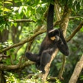 Yellow-cheeked Gibbon, Nomascus gabriellae, hanging relaxed in a tree.