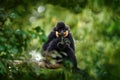 Yellow-cheeked Gibbon, Nomascus gabriellae, monkey from Cambodia, Laos, Vietnam. Gibbon in the nature habitat, green tree forest