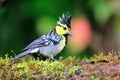 Yellow-cheeked Tit