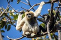 Female Yellow Cheeked and White Cheeked Gibbons in a tree top