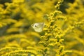 A Yellow and White Butterfly in a Field of Yellow Flowers