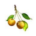 Yellow Cherries hanging on a cherry tree branch