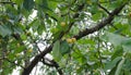 Yellow cherries on the tree Royalty Free Stock Photo