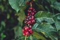 Yellow cherry coffee beans Arabica In nature Royalty Free Stock Photo