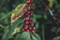 Yellow cherry coffee beans Arabica In nature