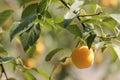 Yellow cherry plum on a branch Royalty Free Stock Photo