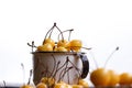 Yellow cherry in a rustic style on a wooden background. Berries of ripe fresh cherries in a cup. Royalty Free Stock Photo