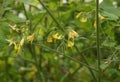 Yellow cherry tomato flowers on plant Royalty Free Stock Photo