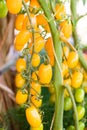 Yellow cherry tomato plant in vegetable garden Royalty Free Stock Photo