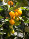 Yellow cherry tomatoes