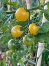 Yellow cherry tomatoes branch on tomato plant, Grosseille Blanche heirloom variety, vertical, close up Royalty Free Stock Photo