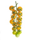 yellow cherry tomatoes on a branch on a white background.