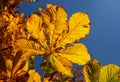 Yellow chestnut leaf against the blue sky in autumn.