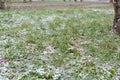 Yellow chestnut leaves on the ground covered with snow. Yellow leaves laying on snow