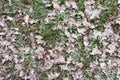 Yellow chestnut leaves on the ground covered with snow. Yellow leaves laying on the snow.