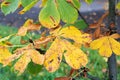 Yellow chestnut leaves on a tree branch