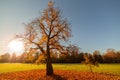 Yellow chestnut tree