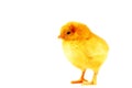 Yellow Chick