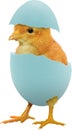 Yellow chick coming from a broken colourful painted Easter egg isolated on white transparent background PNG Royalty Free Stock Photo