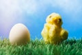 Yellow chick on grass and egg, blue background Royalty Free Stock Photo