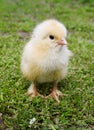 Yellow chick on green grass close-up in springtime