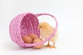 Yellow chick looks into an Easter basket with brown eggs Royalty Free Stock Photo