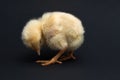 Yellow chick looks at the paw Royalty Free Stock Photo