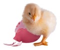 Yellow chick next to a broken pink egg Royalty Free Stock Photo