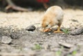 Yellow chick pecks the grain in the yard Royalty Free Stock Photo