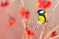 Yellow Chickadee on ashberry branch in winter Royalty Free Stock Photo