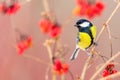 Yellow Chickadee on ashberry branch in winter