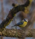 Yellow chickadee bird on apricot tree in winter cold sunny day