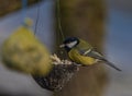 Yellow chickadee bird on apricot tree in winter cold sunny day