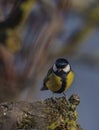 Yellow chickadee bird on apricot tree in winter cold sunny day