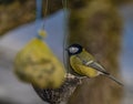 Yellow chickadee bird on apricot tree in winter cold sunny day