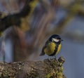 Yellow chickadee bird on apricot tree in winter cold sunny day