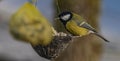 Yellow chickadee bird on apricot tree in winter cold sunny day