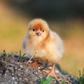 Yellow chicken Royalty Free Stock Photo