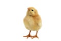 Yellow chicken Royalty Free Stock Photo