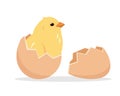 Yellow chicken baby in half of cracked egg. Newborn little cute chick. Royalty Free Stock Photo