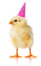 Yellow chicken with a birthday hat on Royalty Free Stock Photo