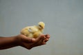 Yellow Chicken chick  in asian baby boy hand Royalty Free Stock Photo