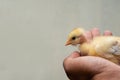 Yellow Chicken chick sitting in Asian man hand close up picture Royalty Free Stock Photo