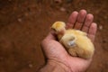 Yellow Chicken chick sitting in Asian man hand Royalty Free Stock Photo