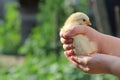 Yellow chicken in children`s hands. New life. Small bird Royalty Free Stock Photo